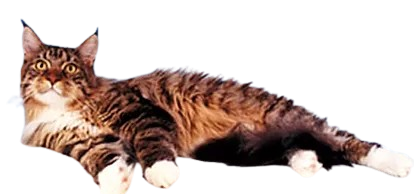 Relaxed fluffy cat laying down